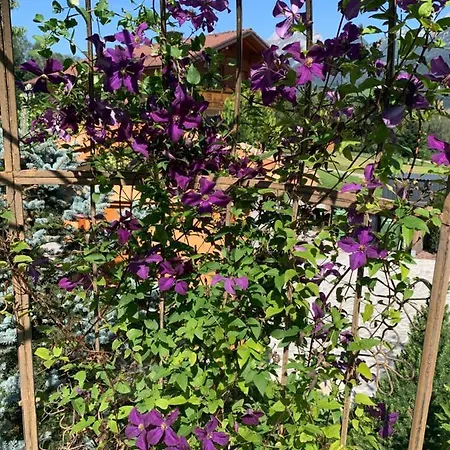 - Appartementhaus Alma * Haus im Ennstal